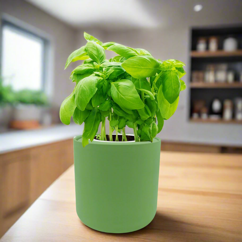 can you plant hydroponic basil Basil Hydroponic Herb Kit – Enviro Garden