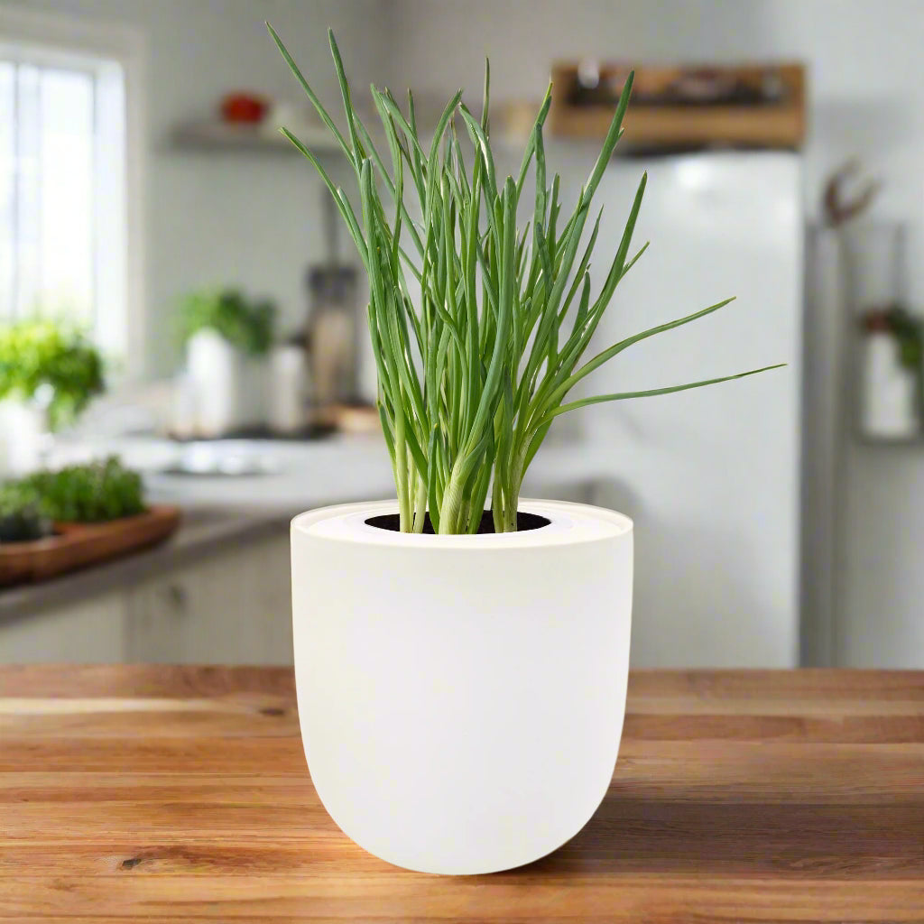 Bunching Onion Hydroponic Kit