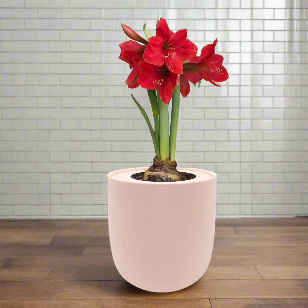 bulb plant indoor Amaryllis 