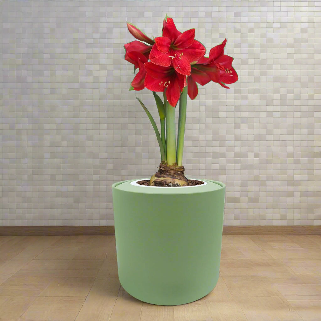 Amaryllis Red Lion Hydroponic Kit