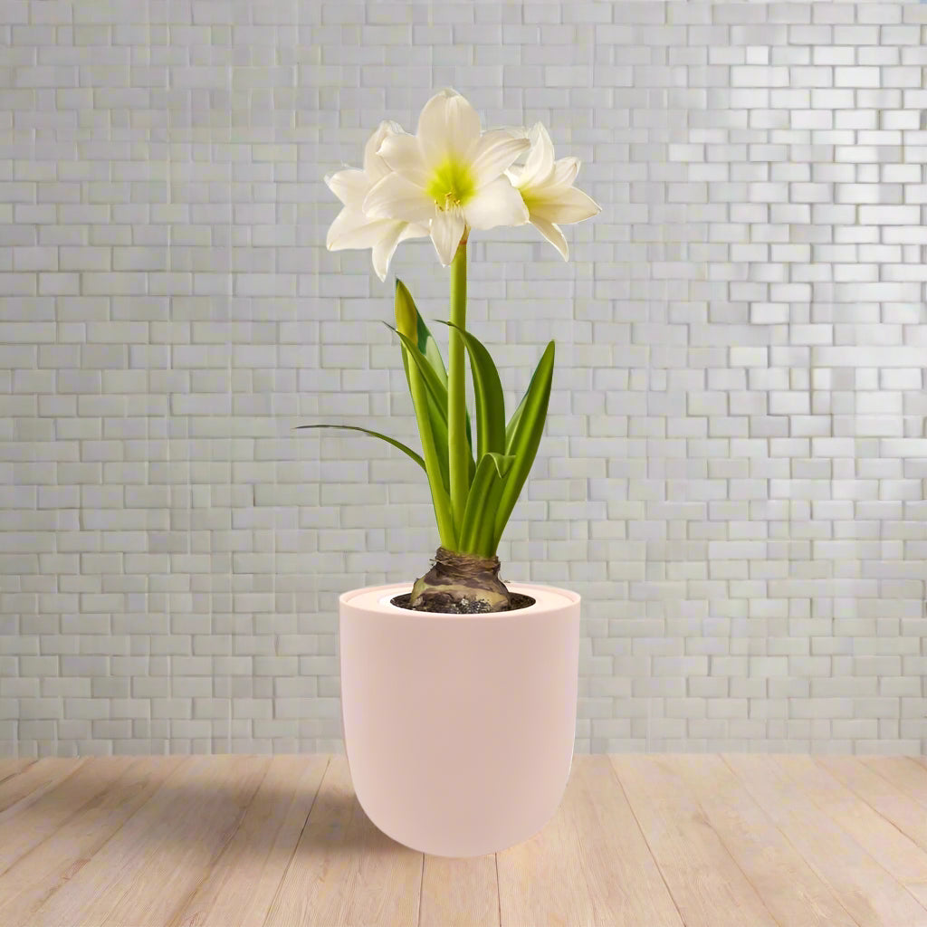 Amaryllis White Christmas Hydroponic Kit - Pink Ceramic Pot