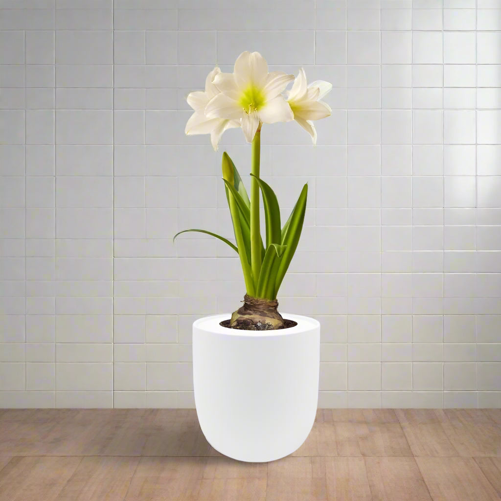 Amaryllis White Christmas Hydroponic Kit - White Ceramic Pot