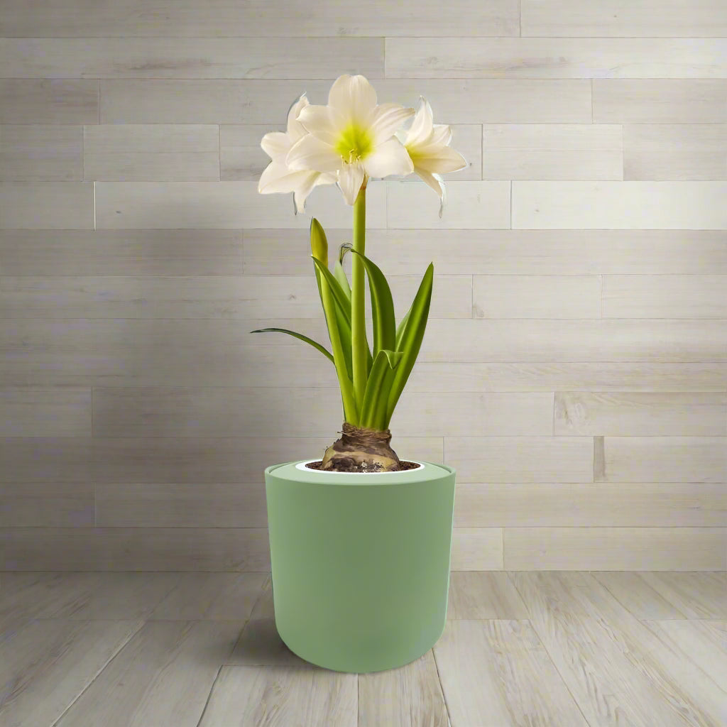 Amaryllis White Christmas Hydroponic Kit - Green ceramic planter