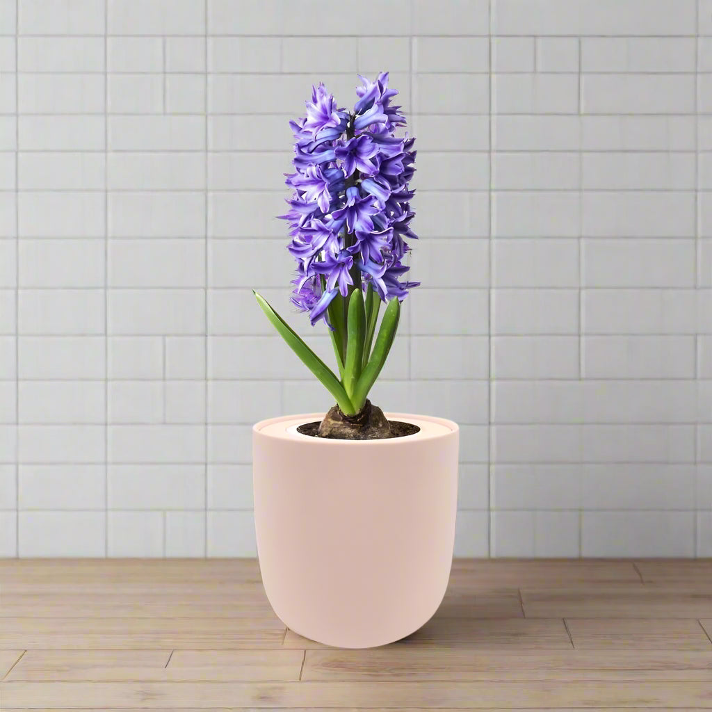 Hyacinth Delft Blue Hydroponic Kit - Pink Ceramic Pot