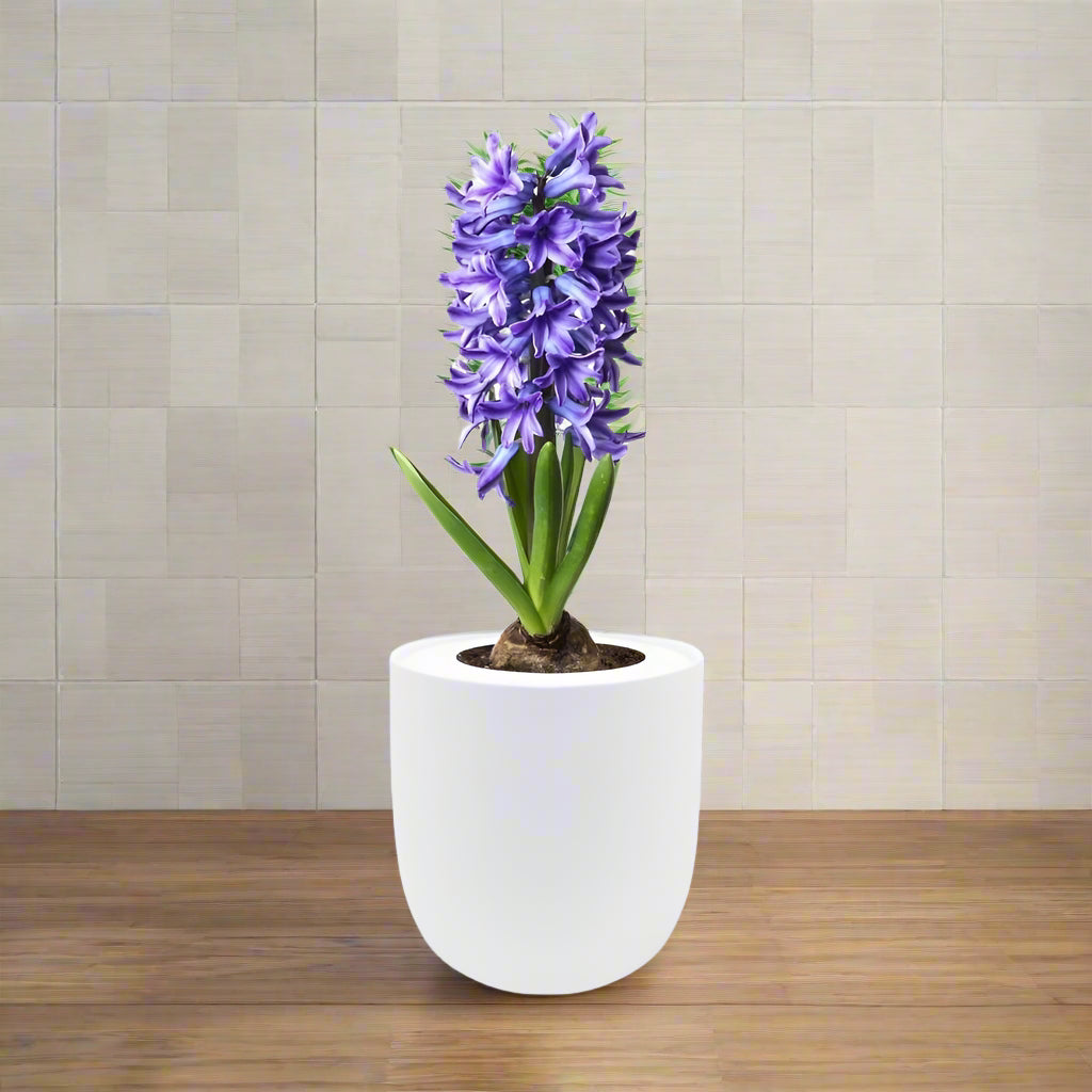 Hyacinth Delft Blue Hydroponic Kit - White Ceramic Pot