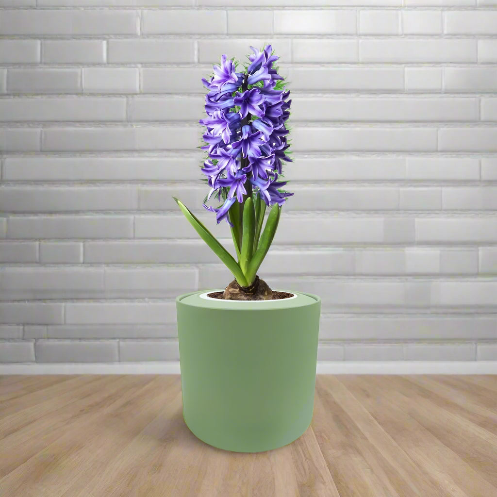 Hyacinth Delft Blue Hydroponic Kit - Green ceramic planter