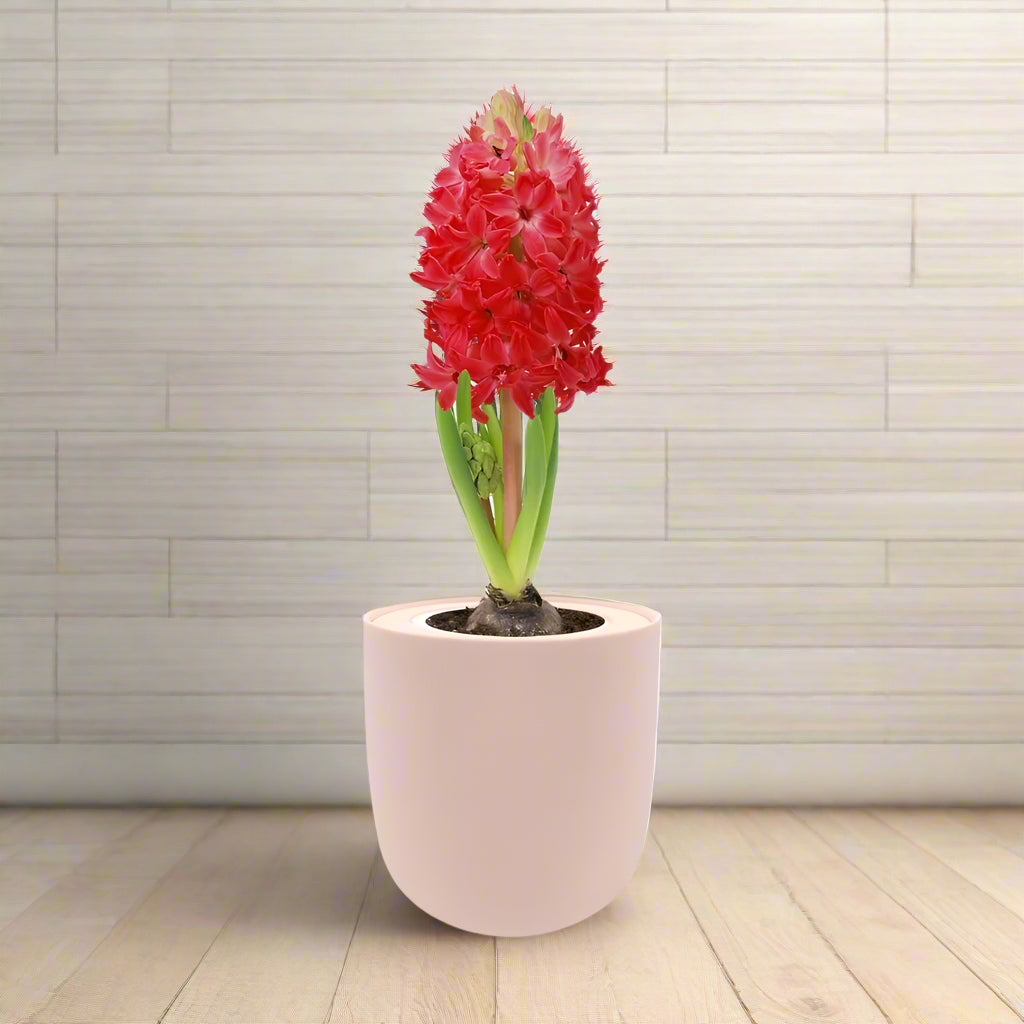 Hyacinth Jan Bos Hydroponic Kit - Pink Ceramic Pot