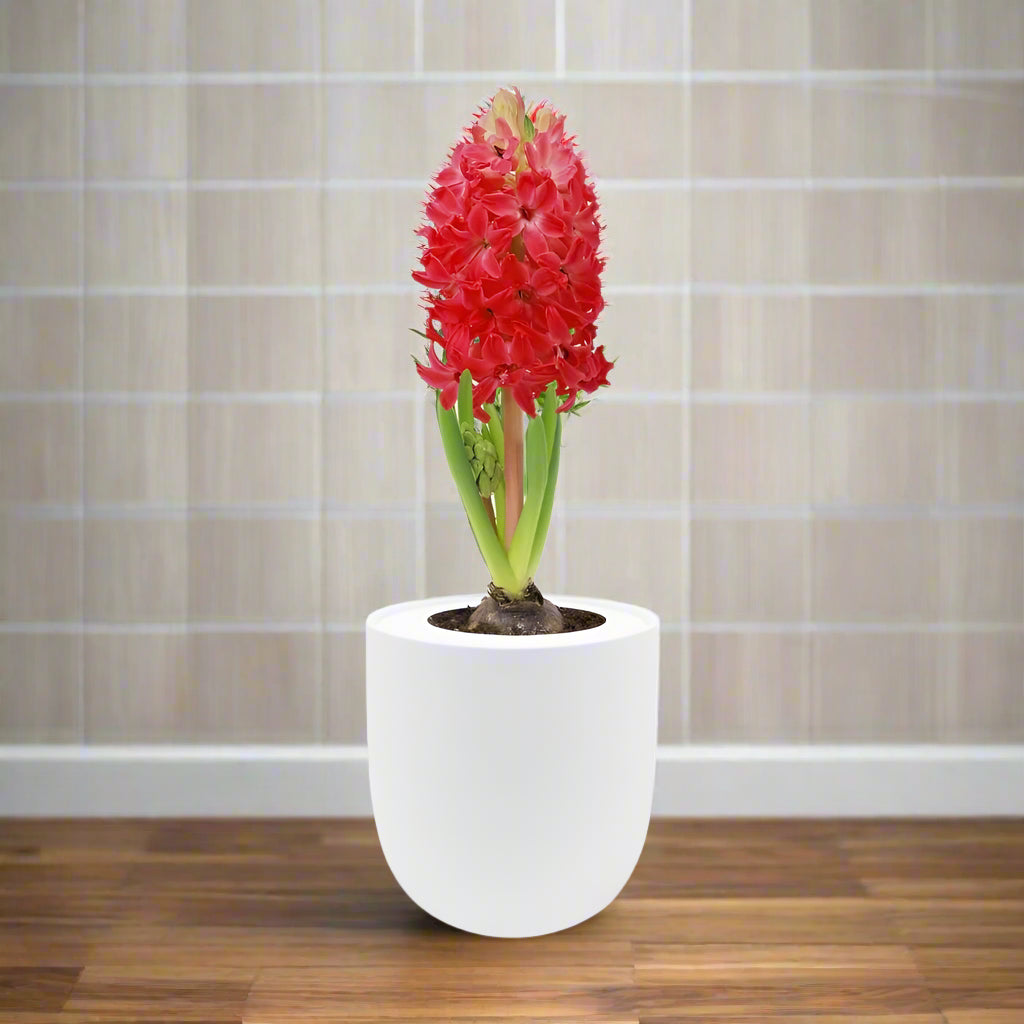 Hyacinth Jan Bos Hydroponic Kit - White Ceramic Pot