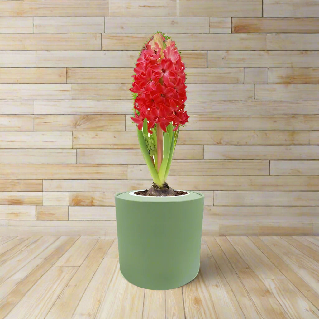 Hyacinth Jan Bos Hydroponic Kit - Green ceramic planter