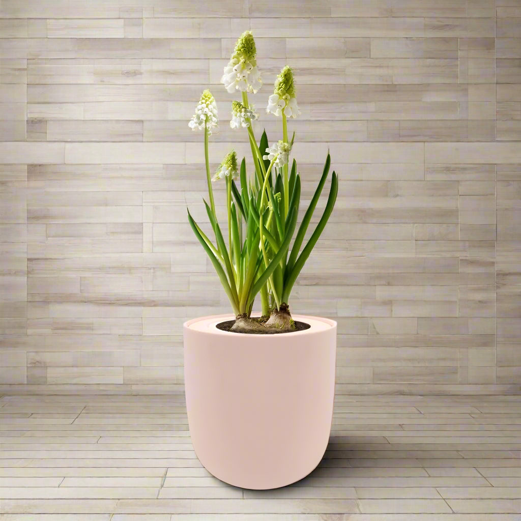 Grape Hyacinths (Muscari Album) Hydroponic Kit