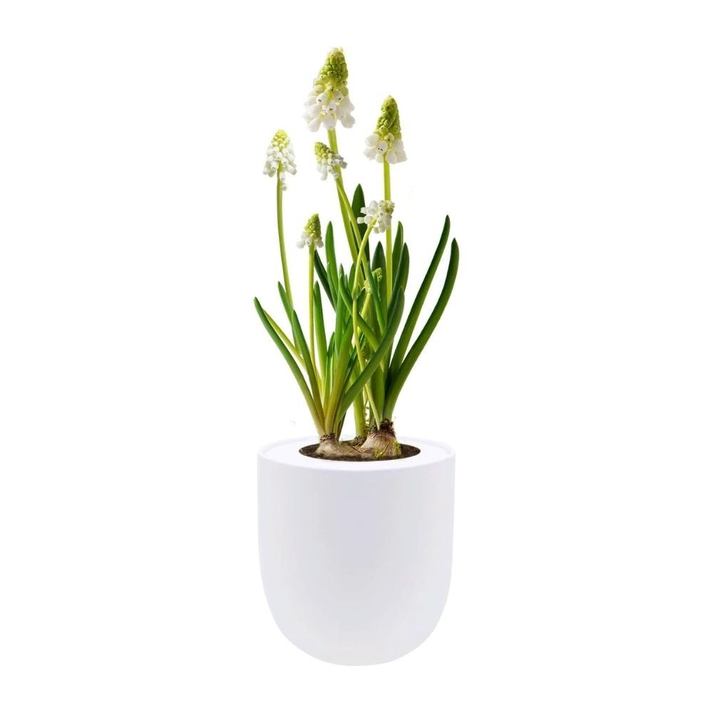 Grape Hyacinths (Muscari Album) Hydroponic Kit - White Ceramic Pot