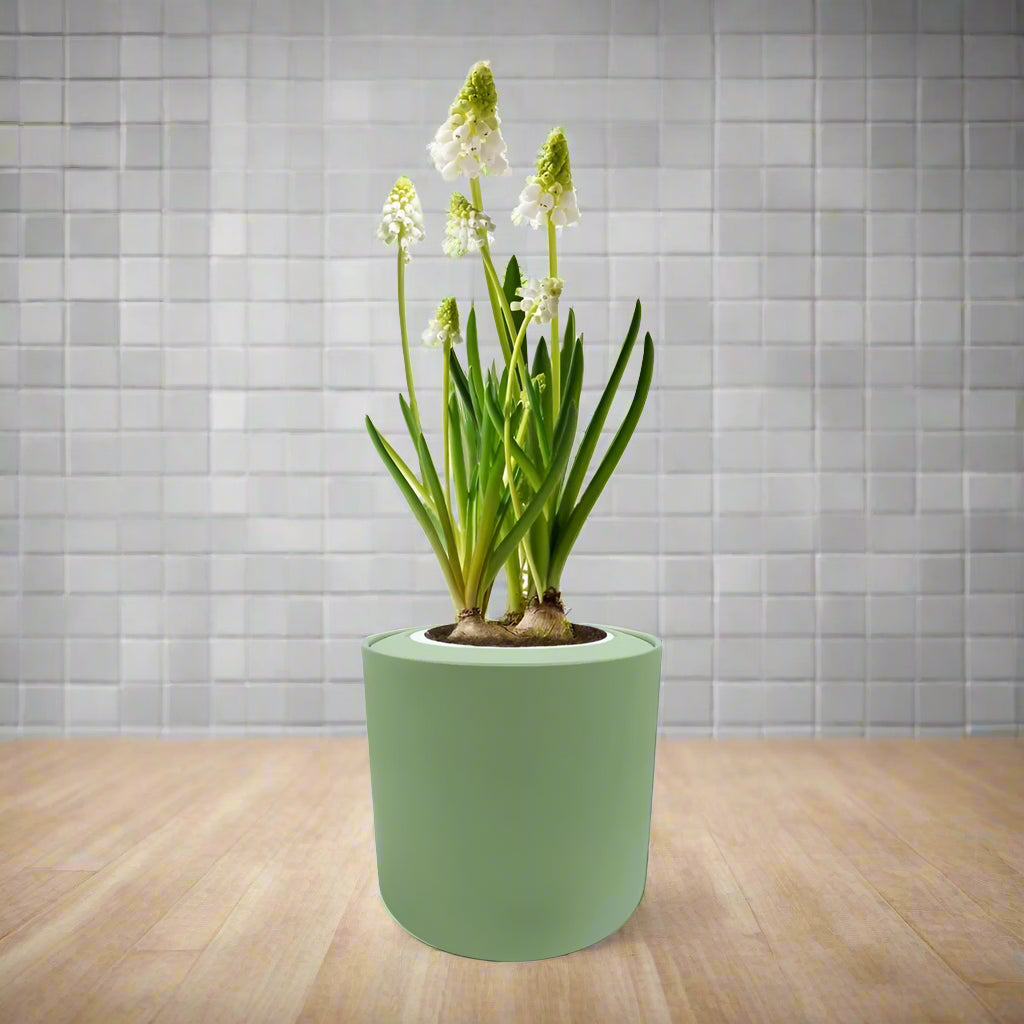 Grape Hyacinths (Muscari Album) Hydroponic Kit - Green ceramic planter