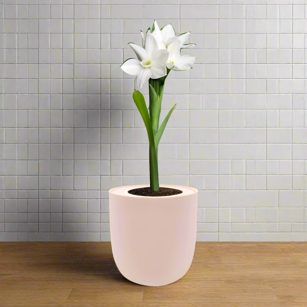 Jumbo Indoor Paperwhites (Narcissus Ziva) Hydroponic Kit