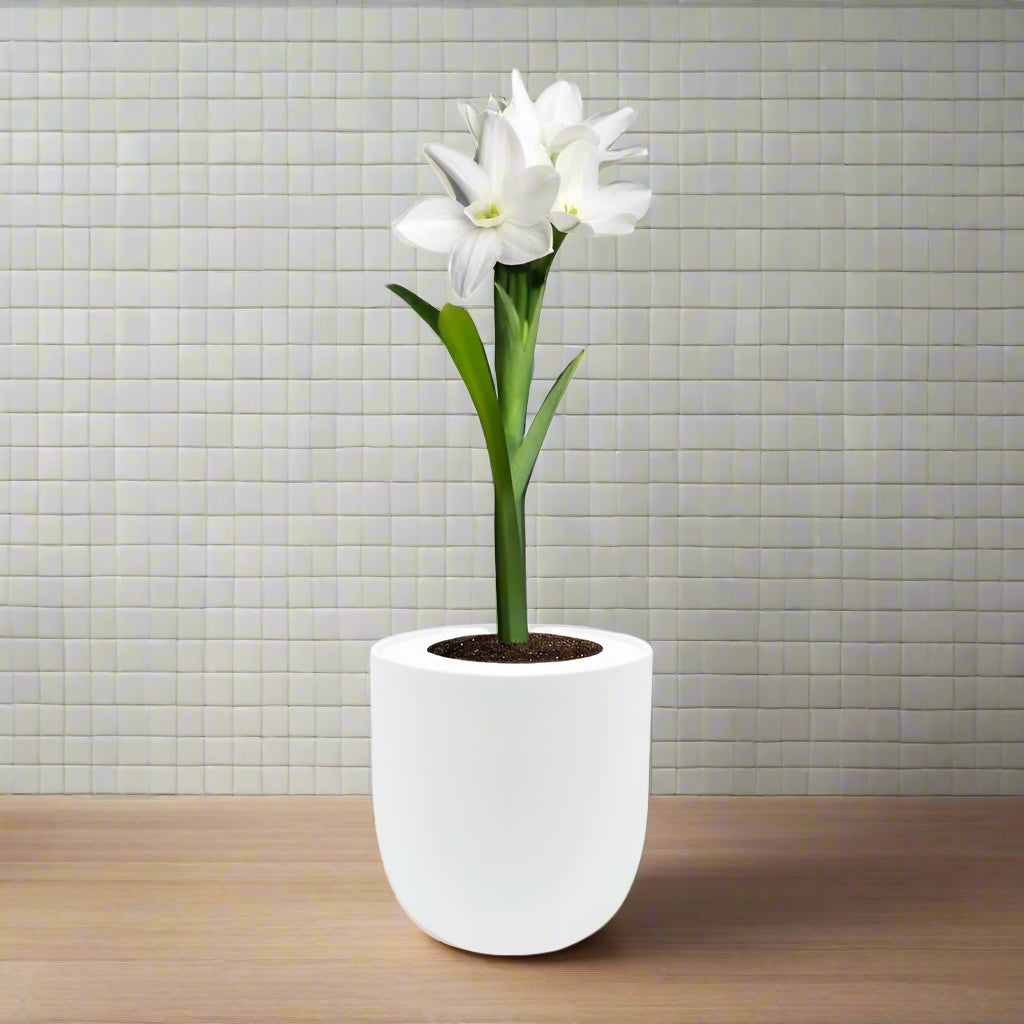 Jumbo Indoor Paperwhites (Narcissus Ziva) Hydroponic Kit