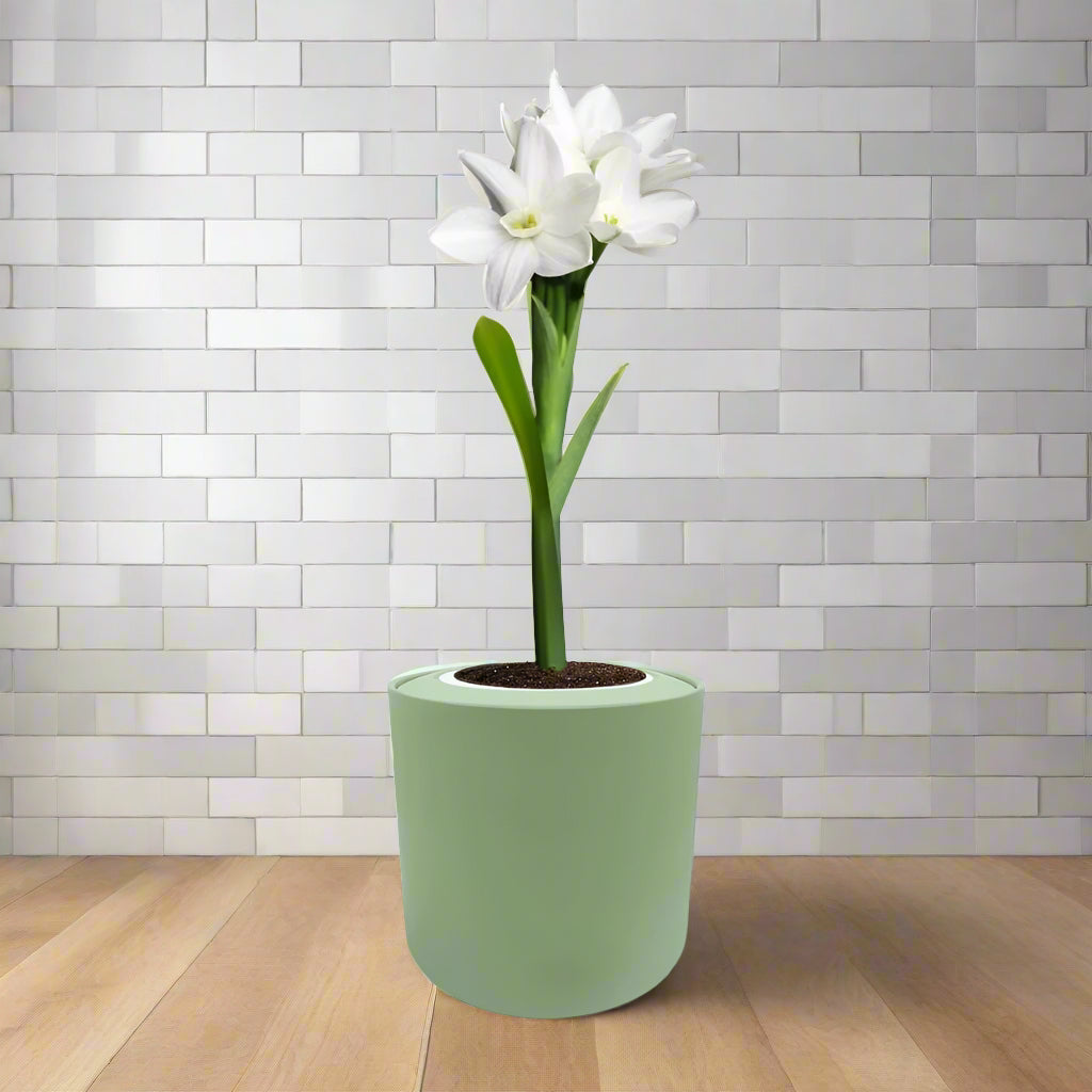 Jumbo Indoor Paperwhites (Narcissus Ziva) Hydroponic Kit