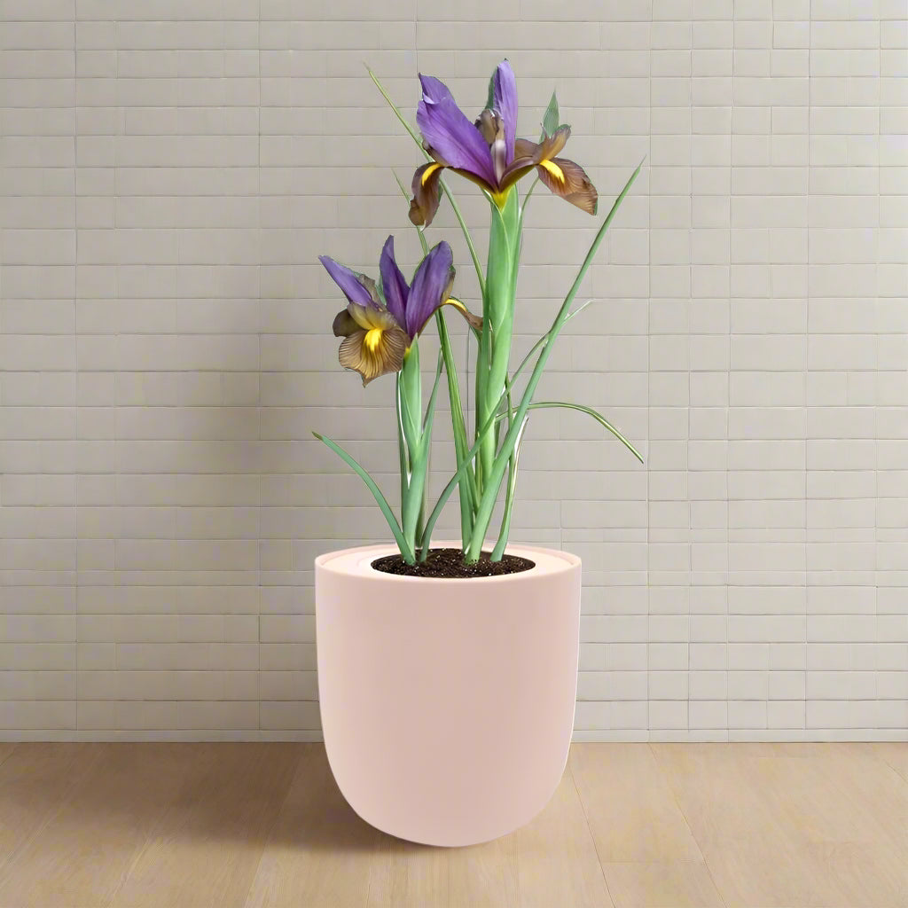 Dutch Iris "Eye of The Tiger" Hydroponic Kit