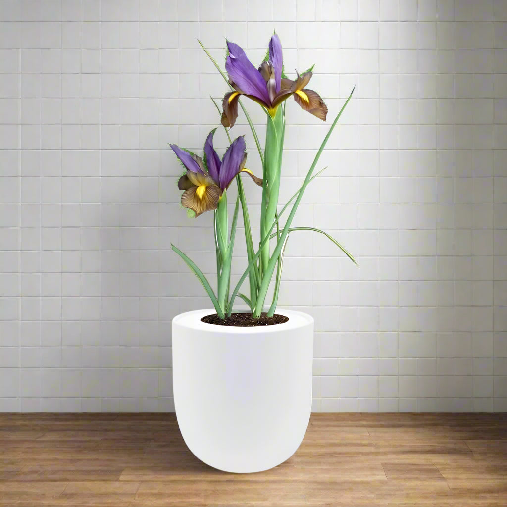 Dutch Iris "Eye of The Tiger" Hydroponic Kit