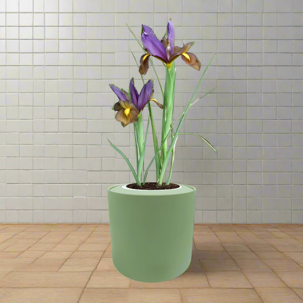 Dutch Iris "Eye of The Tiger" Hydroponic Kit