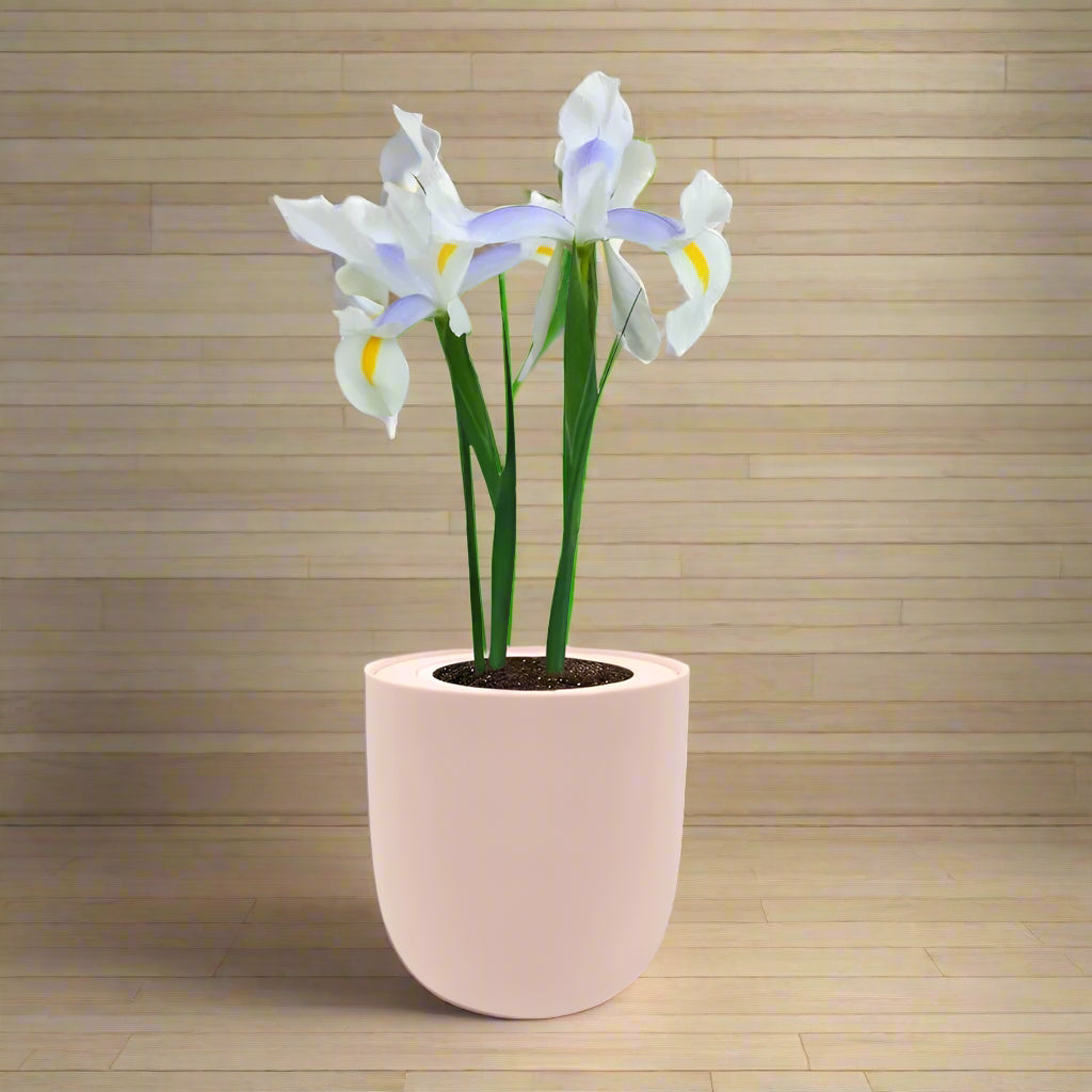 Dutch Iris "Carmen" Hydroponic Kit - Pink Ceramic Pot