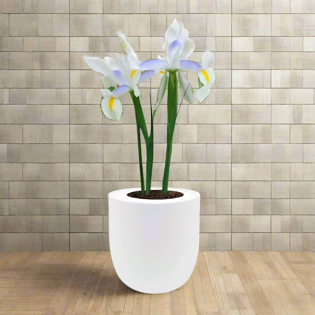 Dutch Iris "Carmen" Hydroponic Kit - White Ceramic Pot