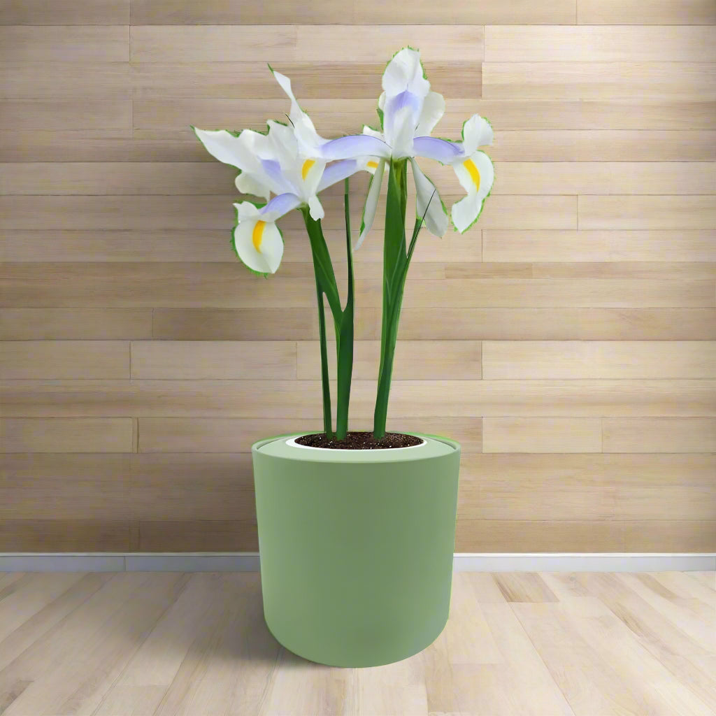 Dutch Iris "Carmen" Hydroponic Kit - Green ceramic planter