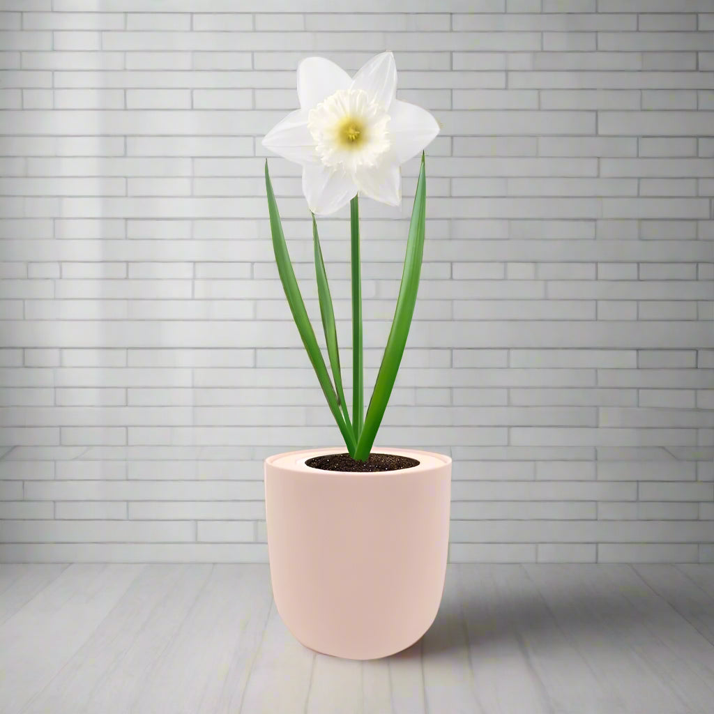 Trumpet Narcissus (Mount Hood) Hydroponic Kit - Pink Ceramic Pot