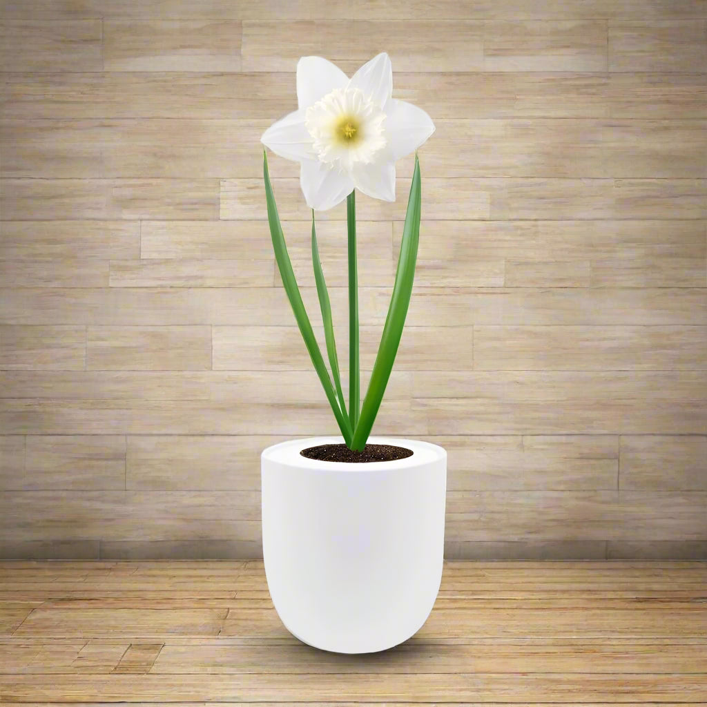 Trumpet Narcissus (Mount Hood) Hydroponic Kit - White Ceramic Pot
