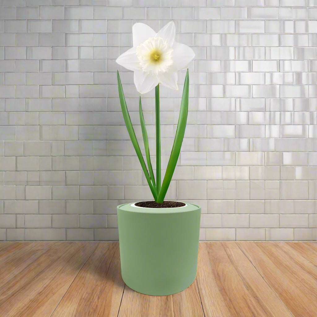 Trumpet Narcissus (Mount Hood) Hydroponic Kit - Green ceramic planter