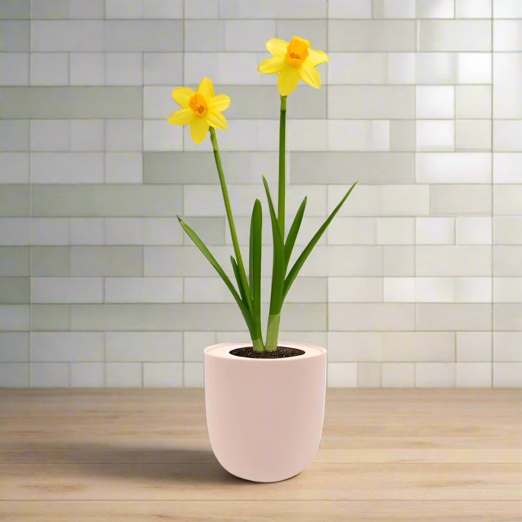 Jetfire Narcissus (Cyclamineus) Hydroponic Kit - Pink Ceramic Pot
