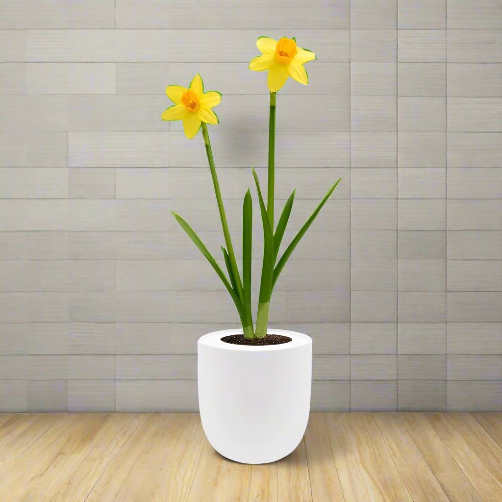 Jetfire Narcissus (Cyclamineus) Hydroponic Kit - White Ceramic Pot