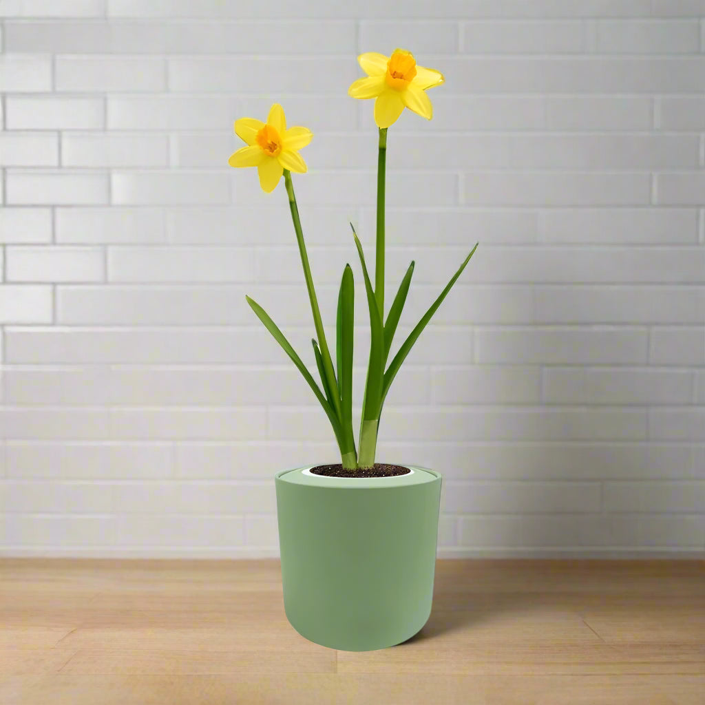 Jetfire Narcissus (Cyclamineus) Hydroponic Kit - Green ceramic planter