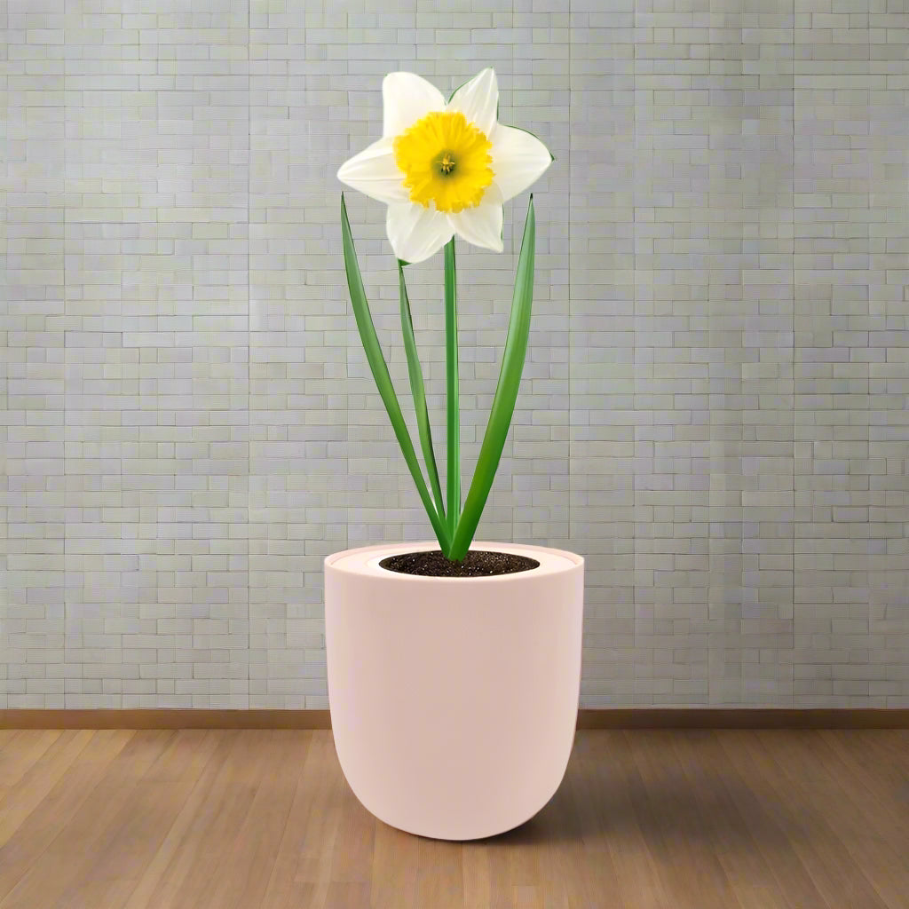 Trumpet Daffodils (Holland Sensation) Hydroponic Kit