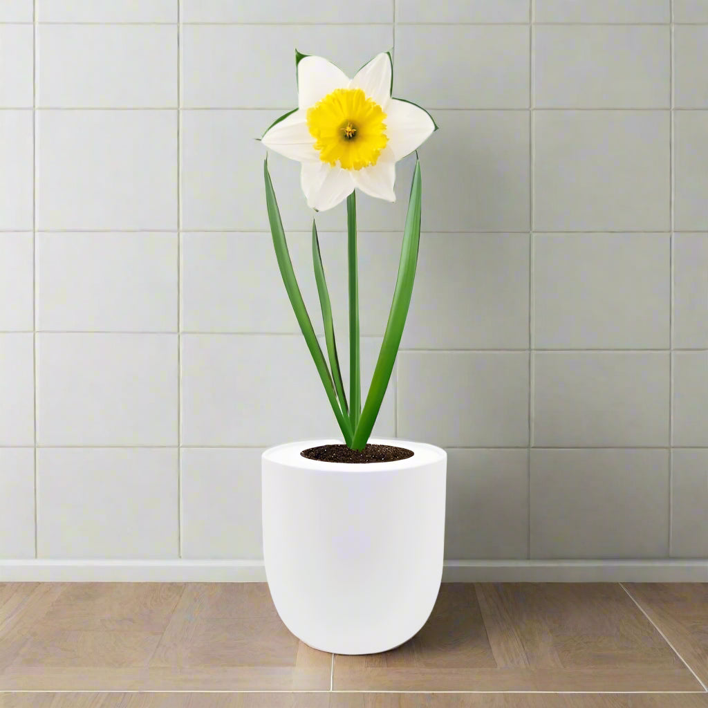 Trumpet Daffodils (Holland Sensation) Hydroponic Kit