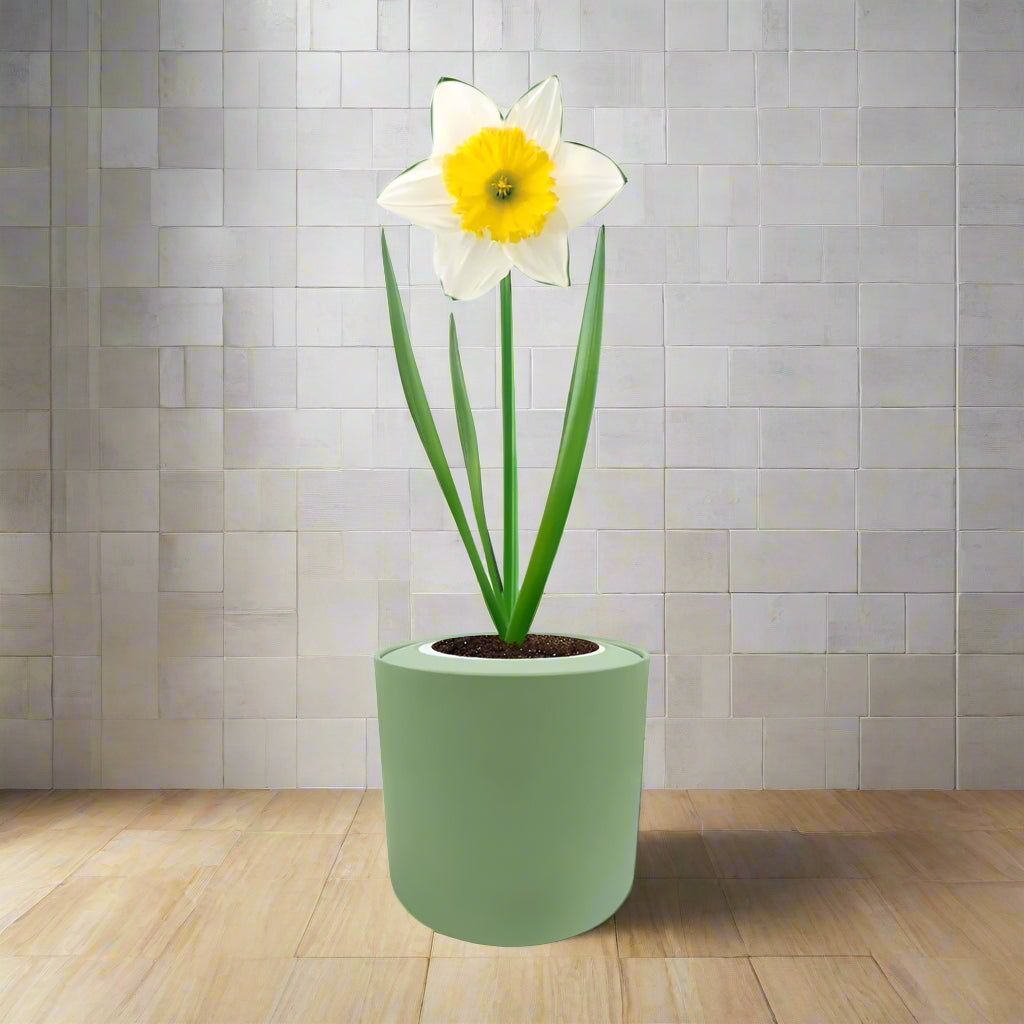 Trumpet Daffodils (Holland Sensation) Hydroponic Kit