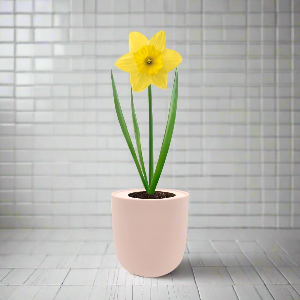 Dutch Master Daffodils (Yellow Narcissus) Hydroponic Kit - Pink Ceramic Pot