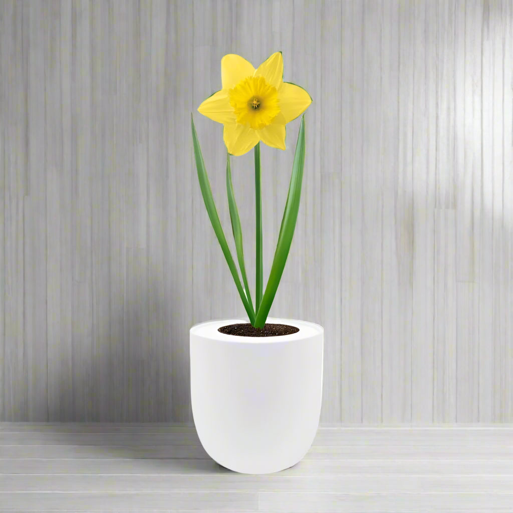 Dutch Master Daffodils (Yellow Narcissus) Hydroponic Kit - White Ceramic Pot