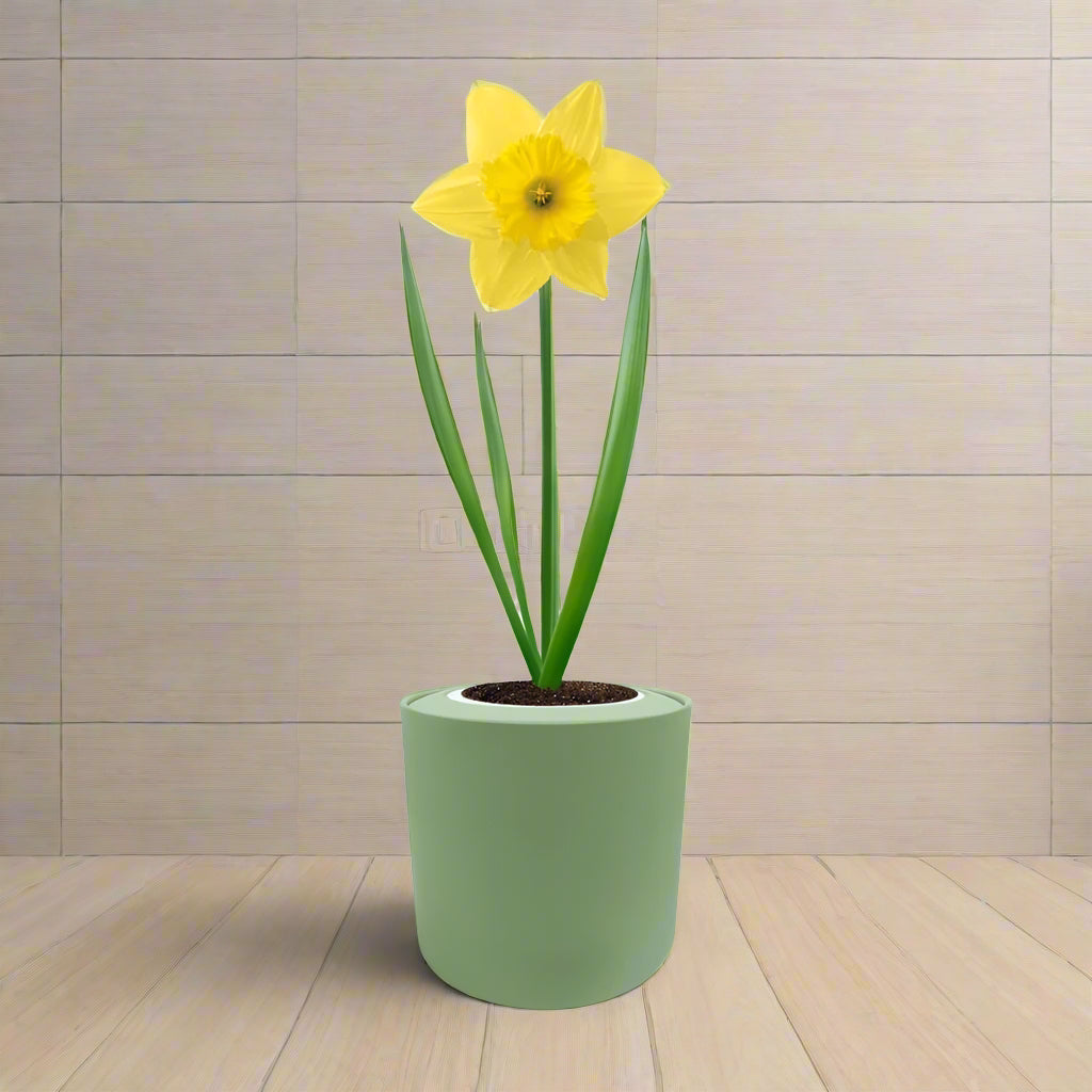 Dutch Master Daffodils (Yellow Narcissus) Hydroponic Kit - Green ceramic planter
