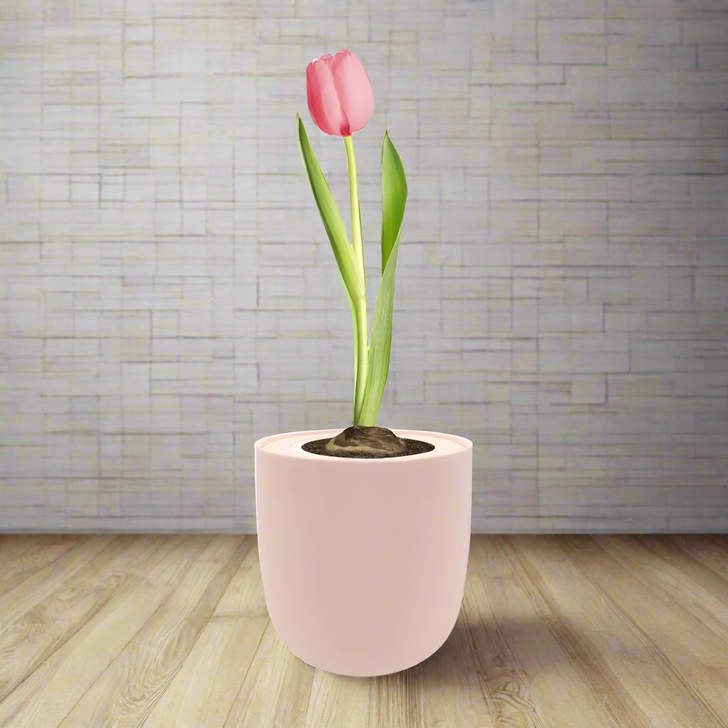 Single Early Tulip (Christmas Dream) Garden Kit - Pink Ceramic Pot