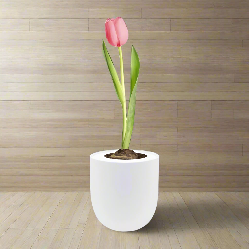 Single Early Tulip (Christmas Dream) Garden Kit - White Ceramic Pot