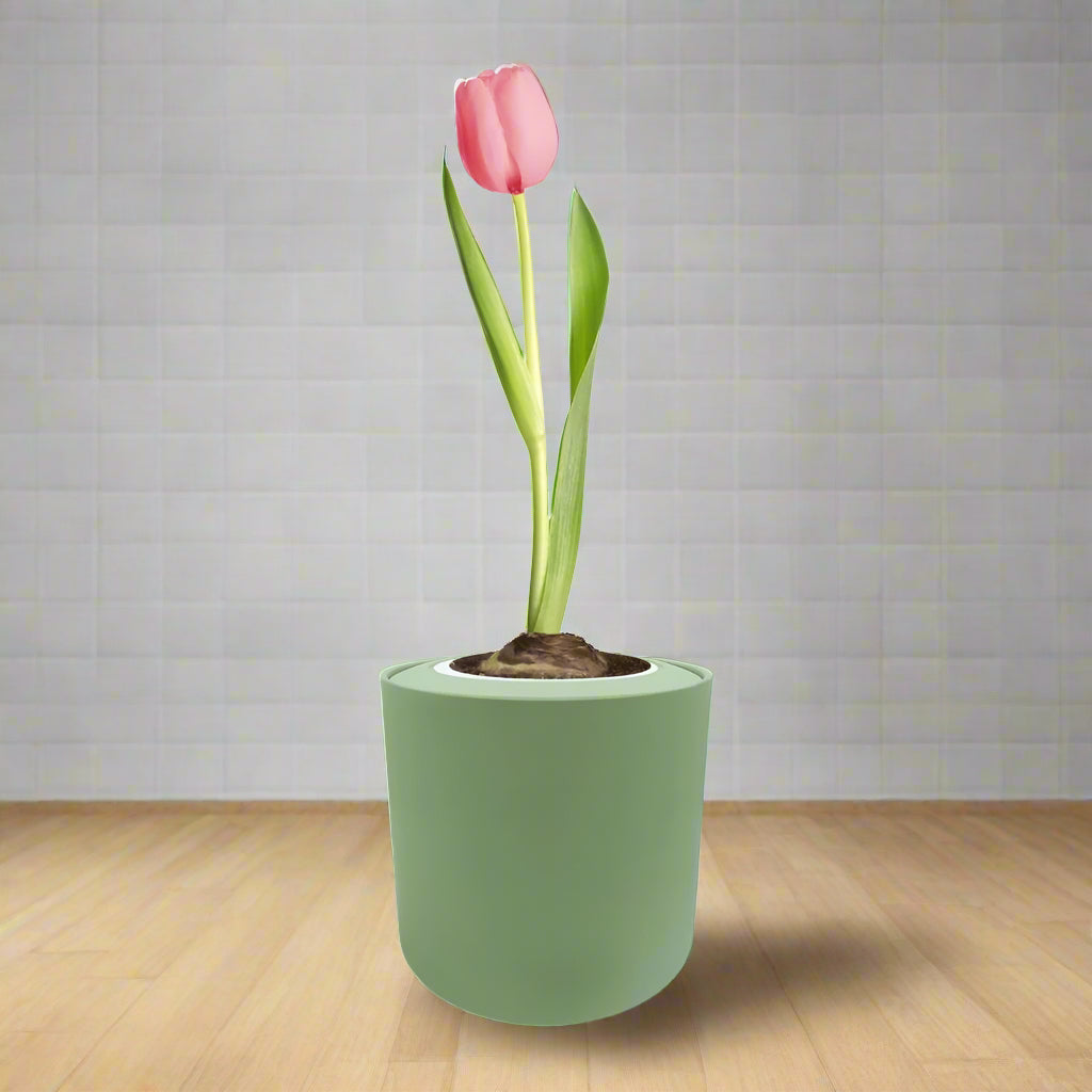 Single Early Tulip (Christmas Dream) Garden Kit