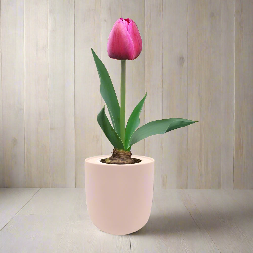 Single Early Tulip (Purple Prince) Garden Kit - Pink Ceramic Pot