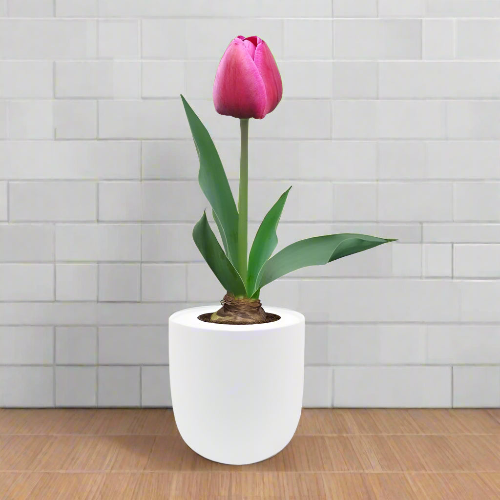Single Early Tulip (Purple Prince) Garden Kit - White Ceramic Pot