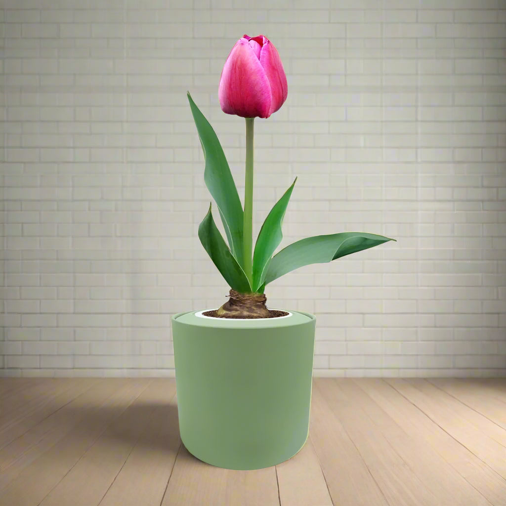Single Early Tulip (Purple Prince) Garden Kit - Green ceramic planter