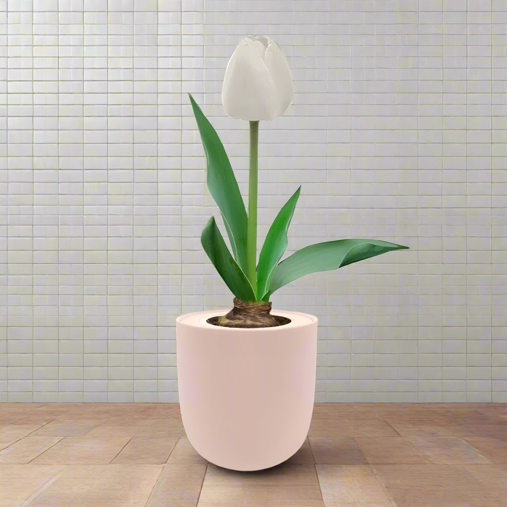 Single Late Tulip (Snow White) Garden Kit