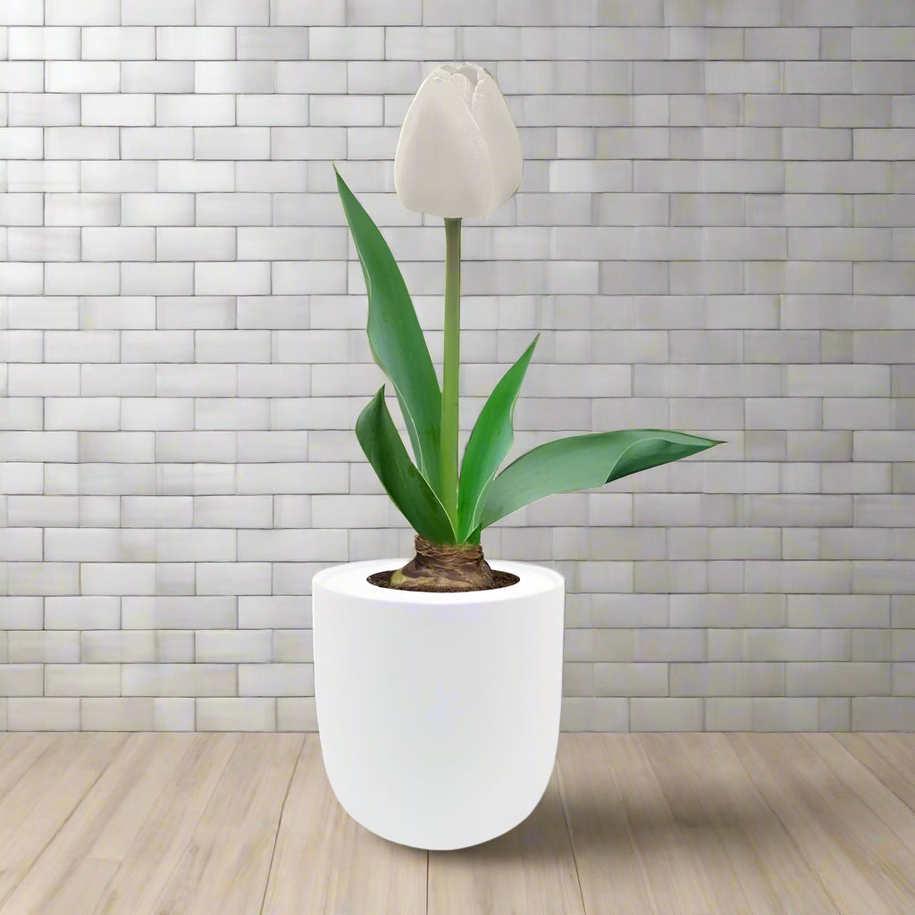 Single Late Tulip (Snow White) Garden Kit