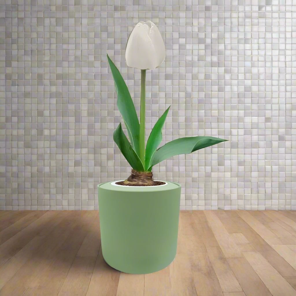 Single Late Tulip (Snow White) Garden Kit