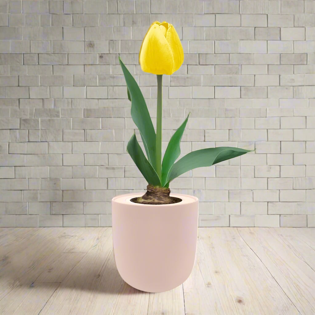 Single Late Tulip (Big Smile) Garden Kit - Pink Ceramic Pot