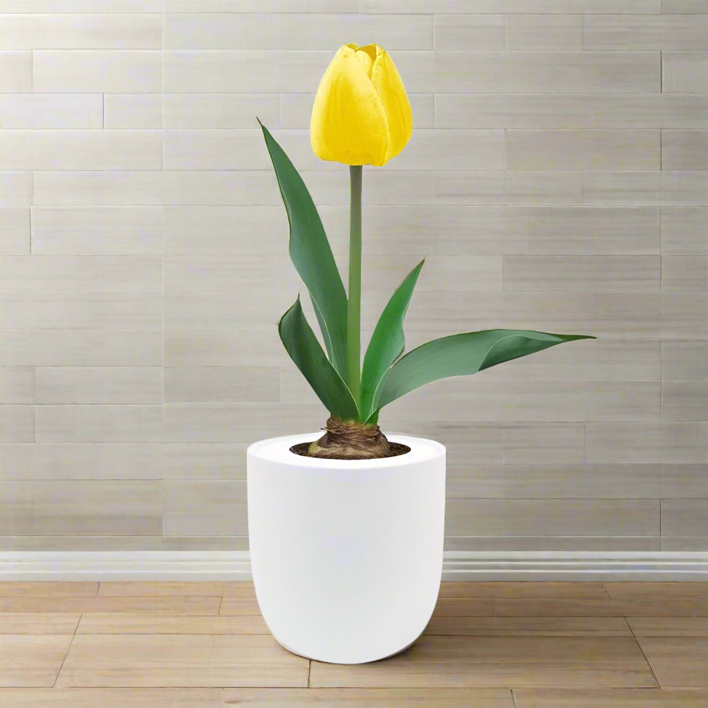 Single Late Tulip (Big Smile) Garden Kit - White Ceramic Pot