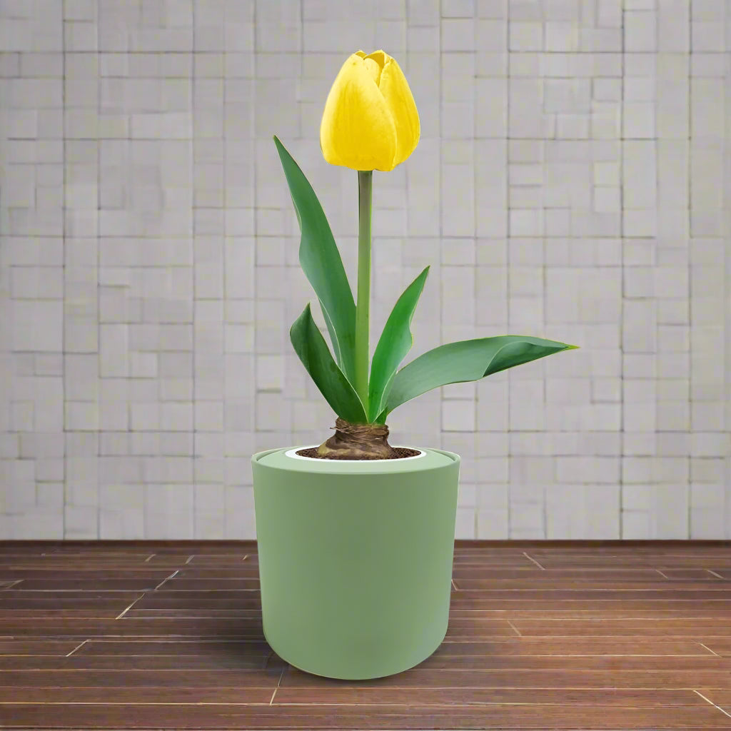 Single Late Tulip (Big Smile) Garden Kit - Green ceramic planter