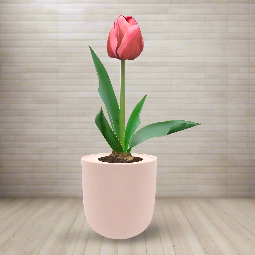 Triumph Tulip (Pretty Princess) Garden Kit - Pink Ceramic Pot